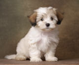 Havachon Puppies For Sale Fairfield Furbabies